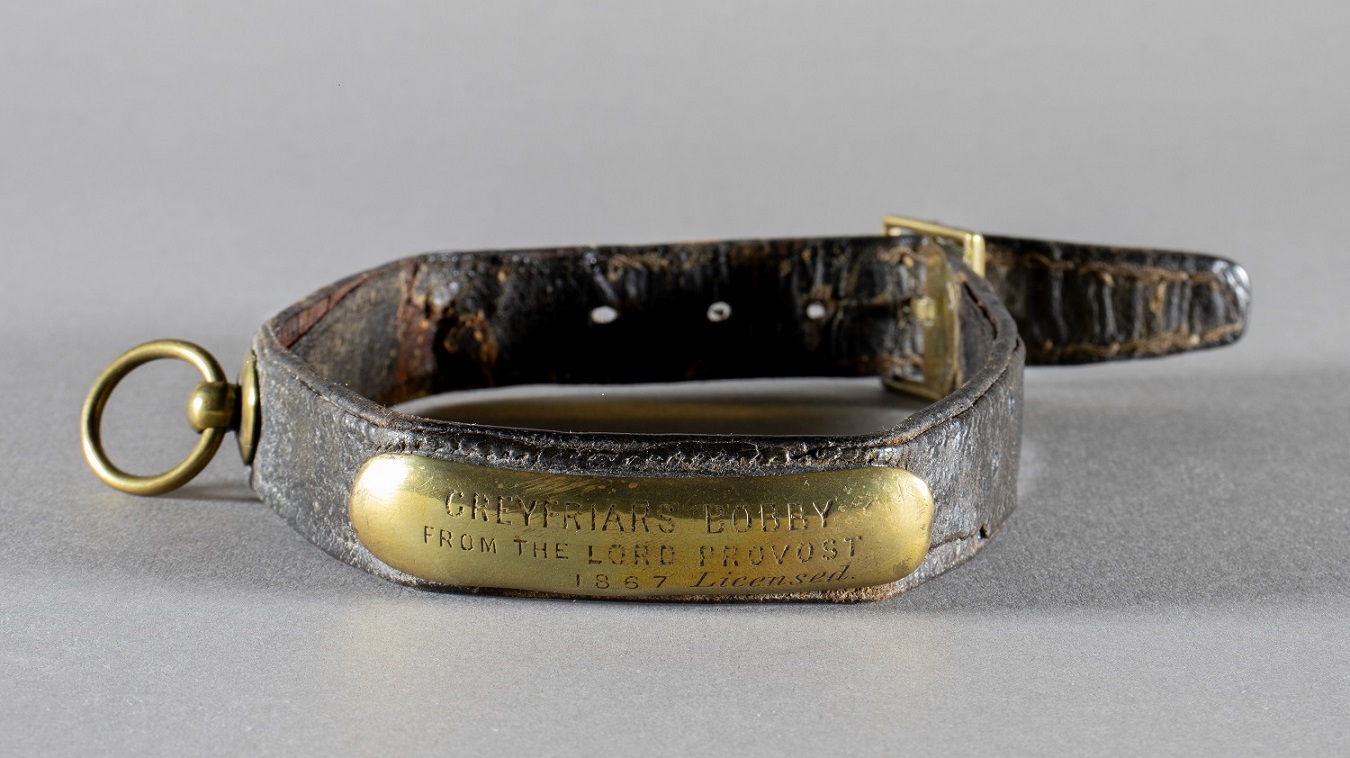 A leather and brass dog collar with inscription about dog licence