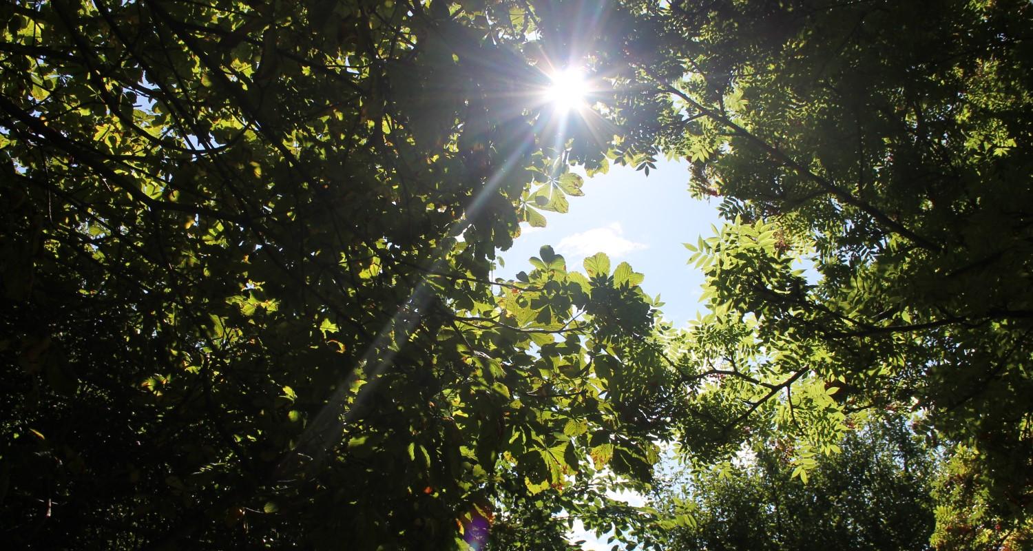 A shot up through tree leaves into the sun in Figgate Park, Portobello