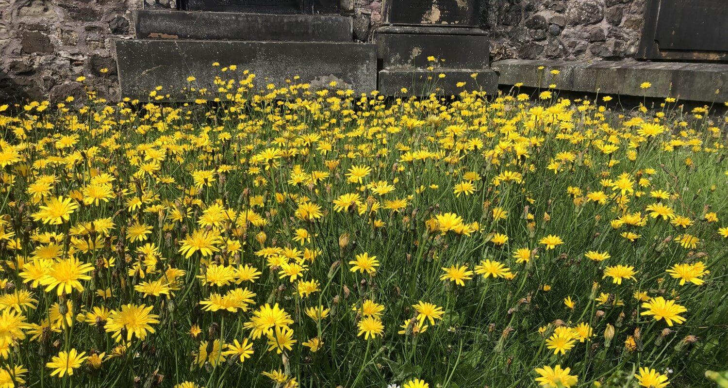 A garden full of dandelions