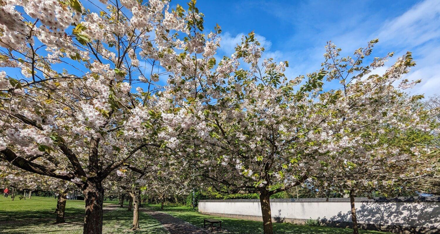 Cherry trees in bloom