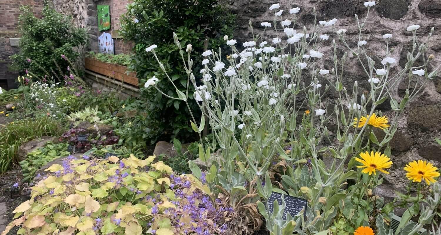 Flowers in the courtyard of the Museum of Edinburgh