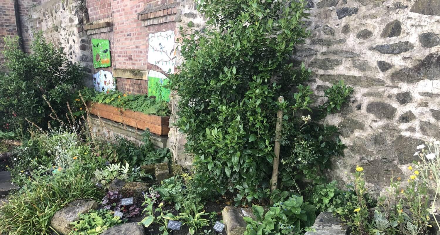 Various plants, mostly just green leaves, in a flowerbed against an old stone wall