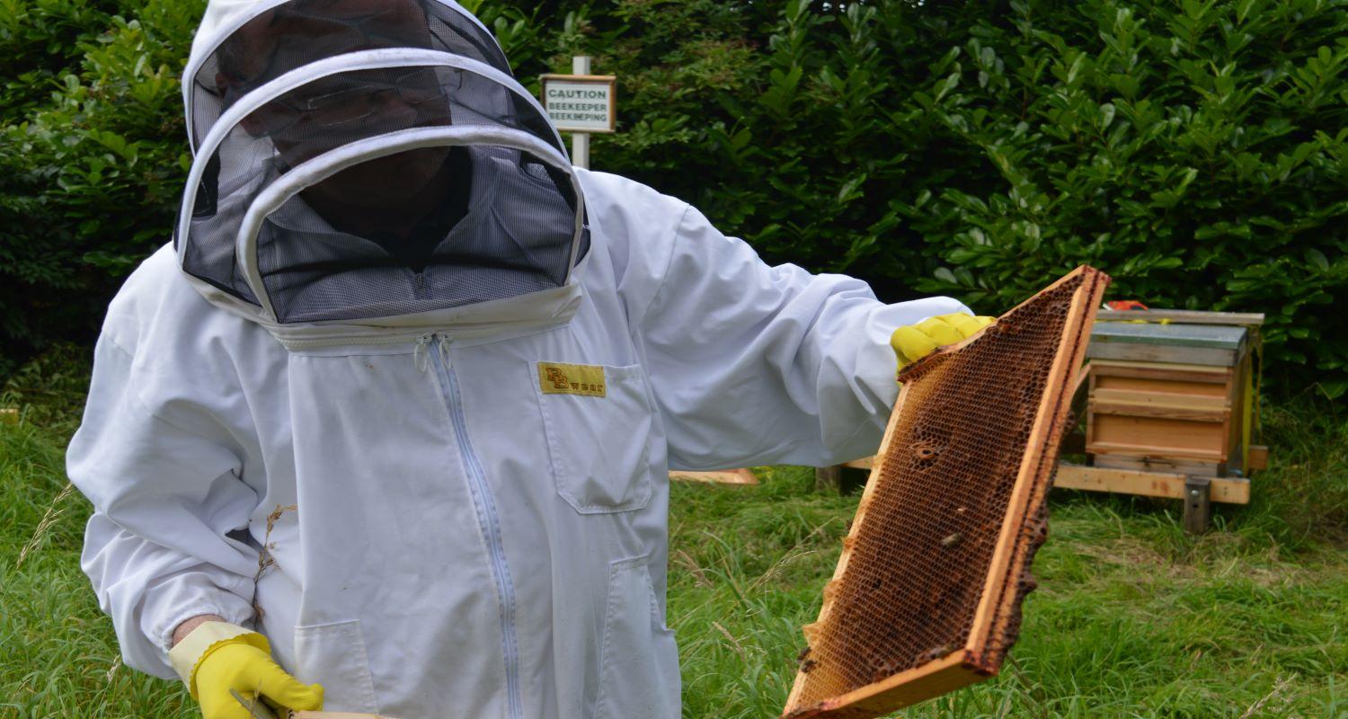 Photo of a beekeeper