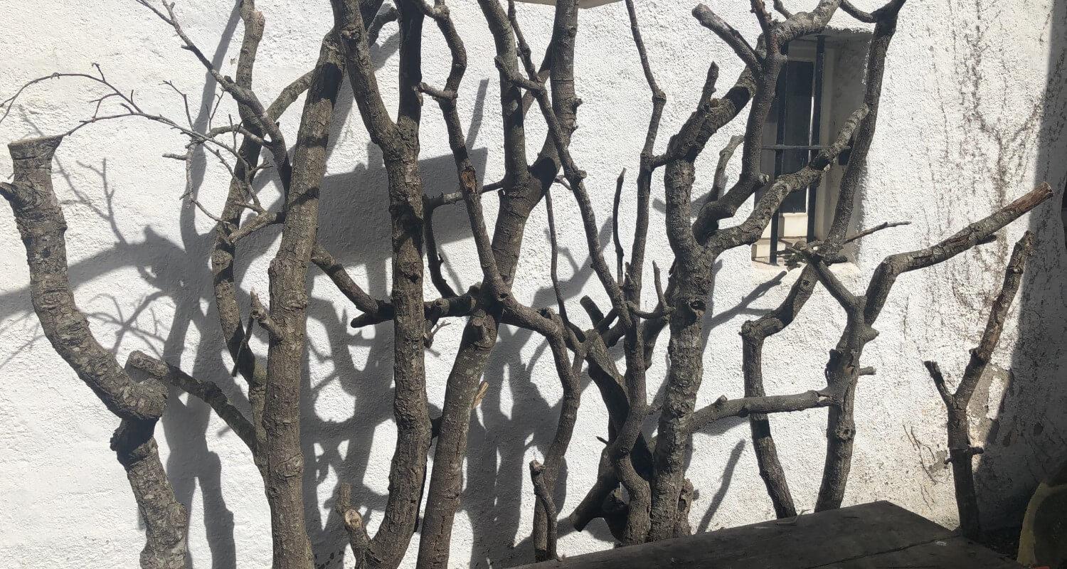 Bare branches against a white wall, with a small window just visible on the right