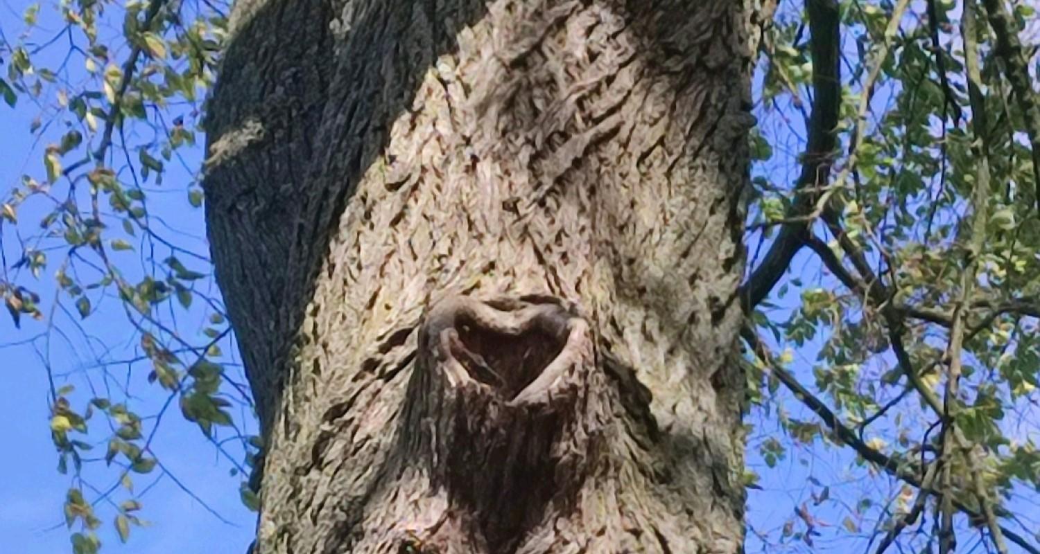 The bark of a tree with the end of a cut off branch showing a heart shape