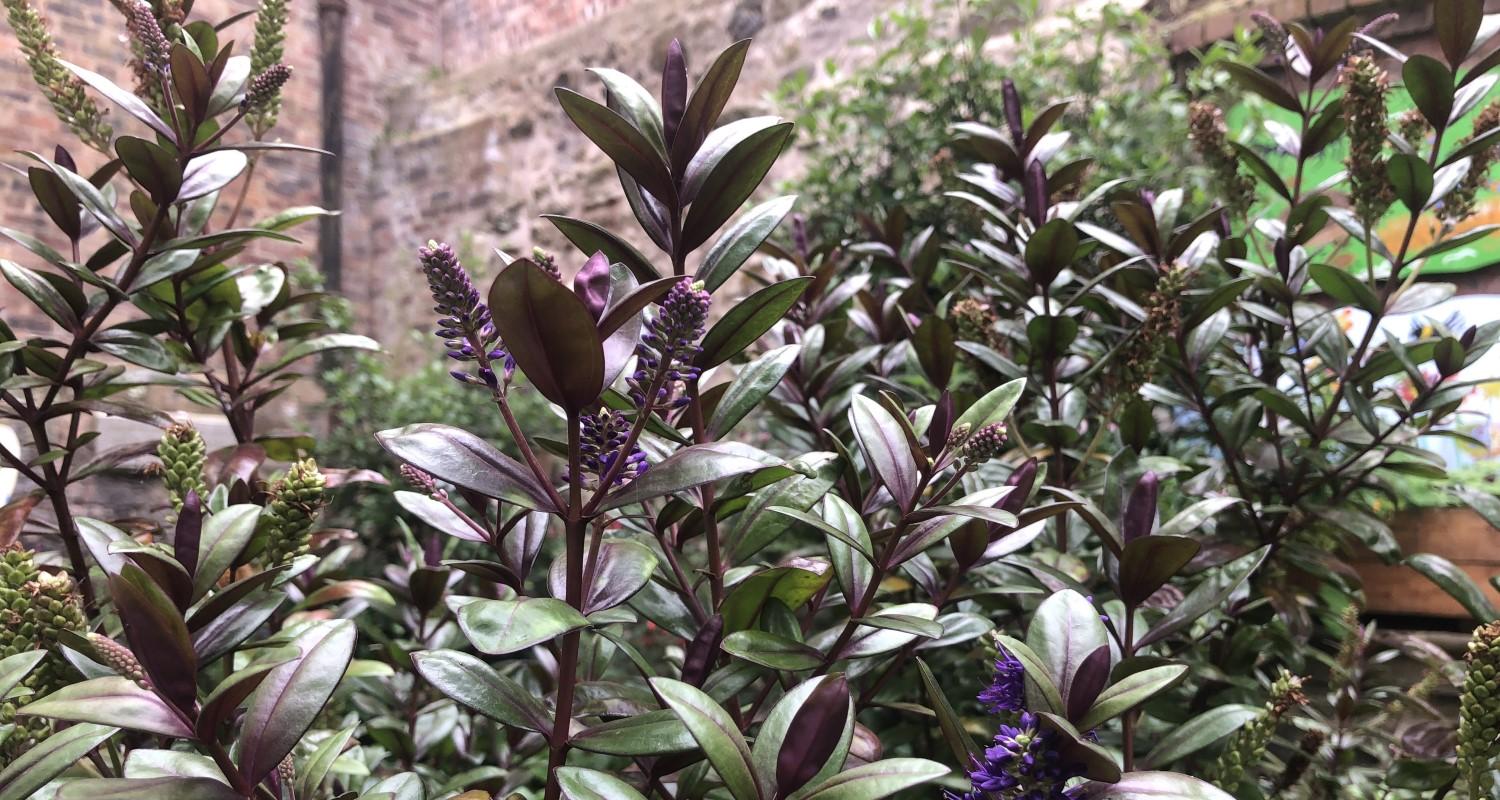 Plants with green and purple shiny leaves and small purple flowers against a wall