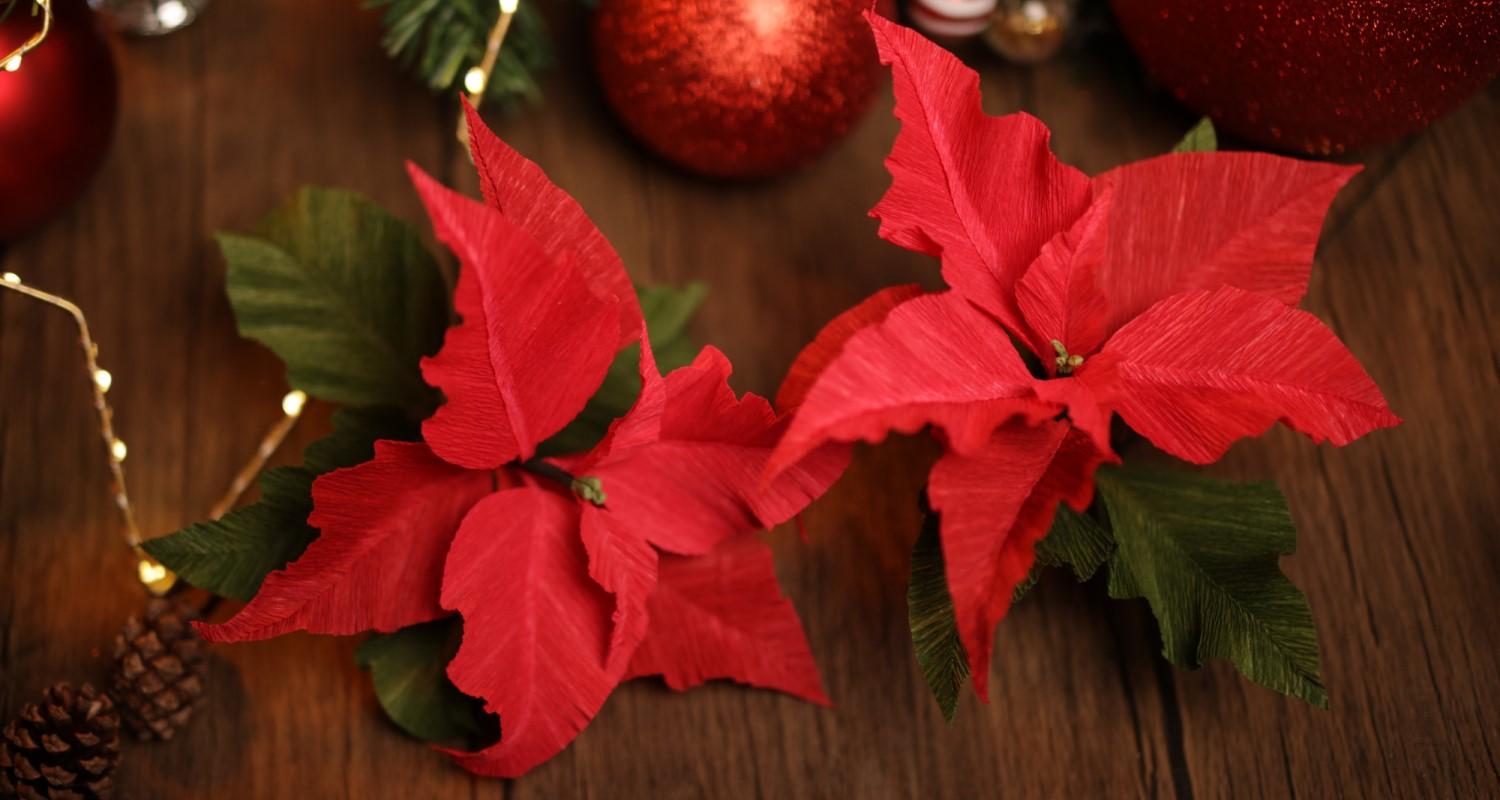 Red paper poinsettias