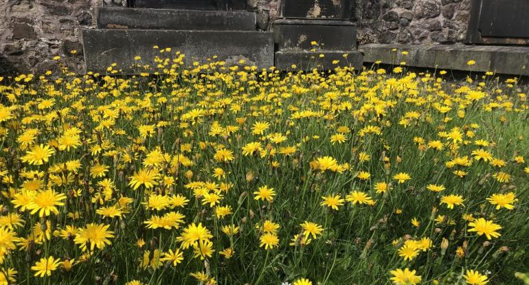 A garden full of dandelions