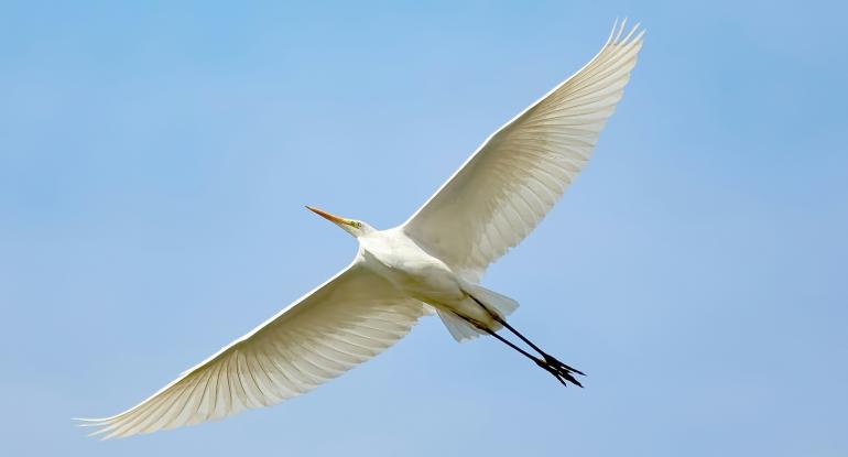 A white bird, wings outstretched, flying against a blue sky