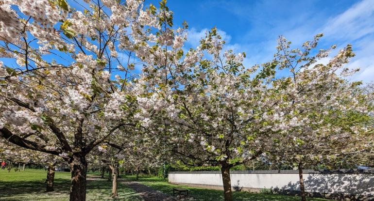 Cherry trees in bloom