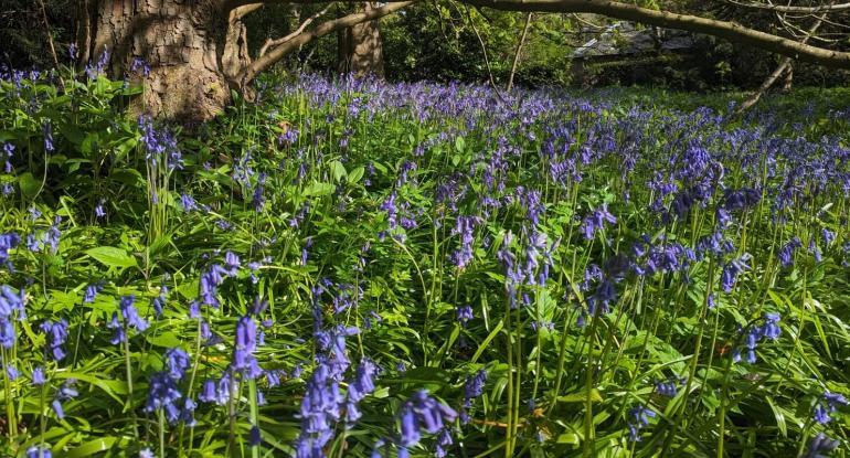 A forest of bluebells