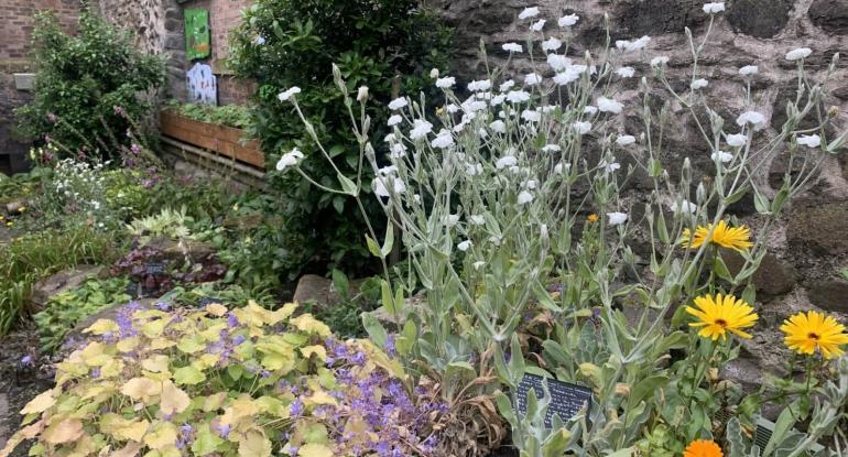 Flowers in the courtyard of the Museum of Edinburgh