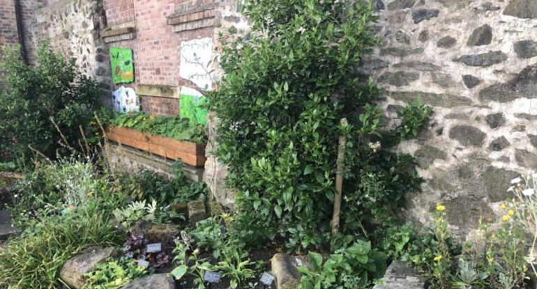 Various plants, mostly just green leaves, in a flowerbed against an old stone wall