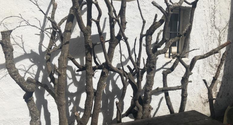 Bare branches against a white wall, with a small window just visible on the right