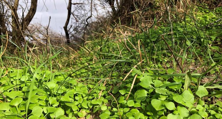 Spring purslane in a wood