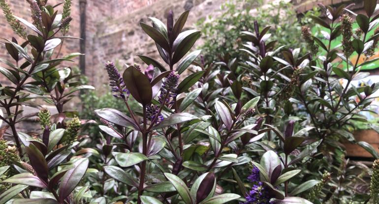 Plants with green and purple shiny leaves and small purple flowers against a wall